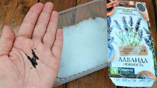 Не упустите шанс: срочная стратификация семян лаванды и примулы в феврале