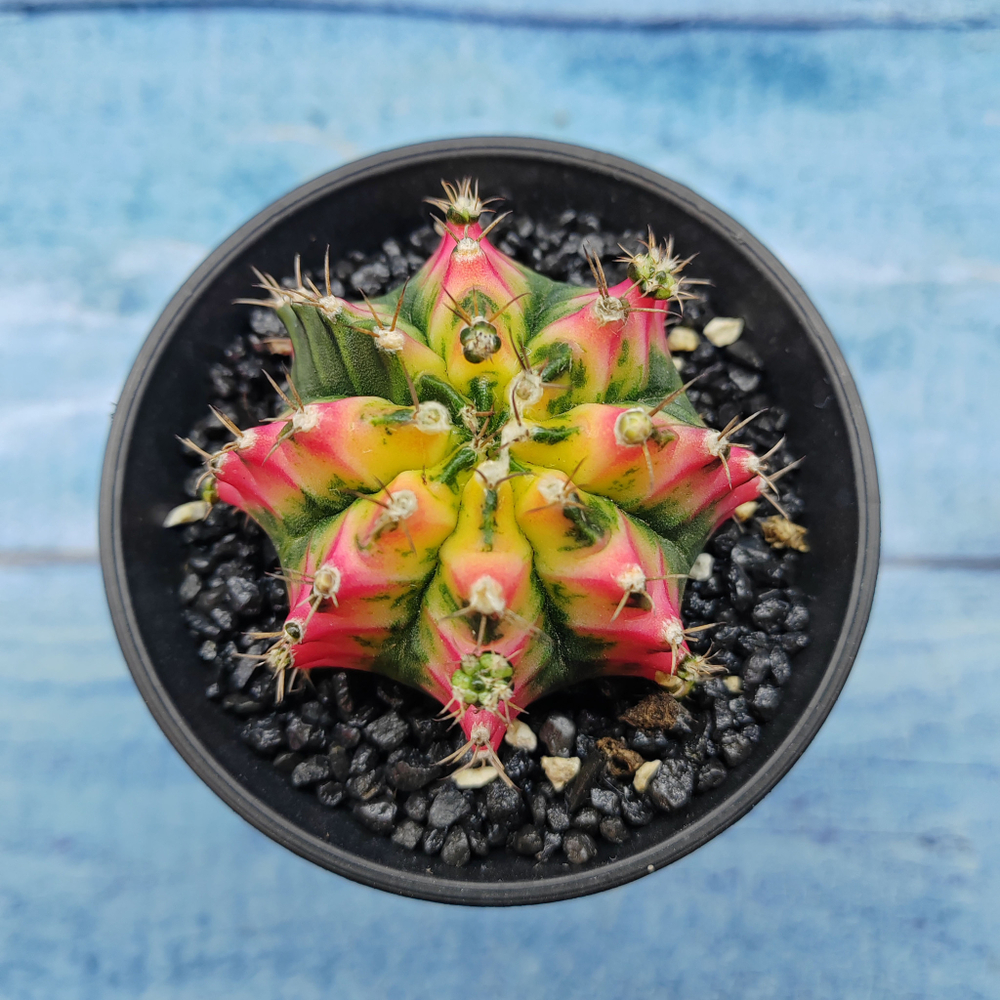 Gymnocalycium Variegata (Гимнокалициум Вариегатный)