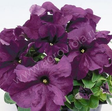 S60184 Петуния кустовая Grandiflora Limbo GP Deep Purple  1000 шт.