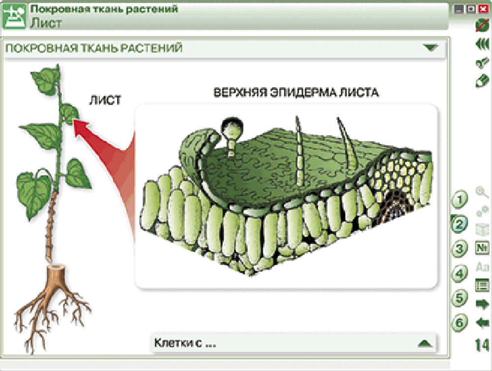 Наглядная биология. Химия клетки. Вещества, клетки и ткани растений