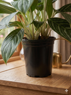 Диффенбахия white snow princess д.16