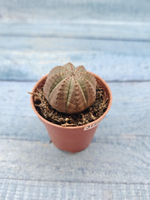 Euphoria Obesa (Эуфорбия)