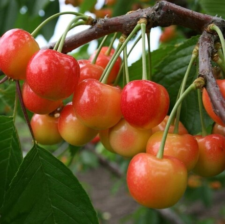 Черешня ПОЭЗИЯ