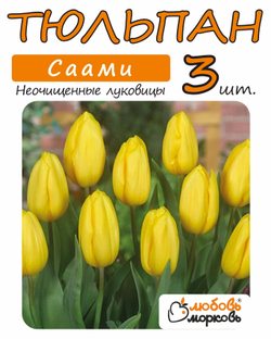 Тюльпан Луковица, Саами, 3+ шт