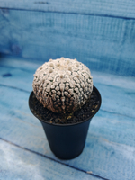 Astrophytum Asterias (Астрофитум)