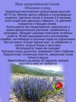 Исоп лекарственный Синий