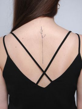 мятлик луговой