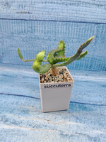 Euphorbia Stellata (Эуфорбия)