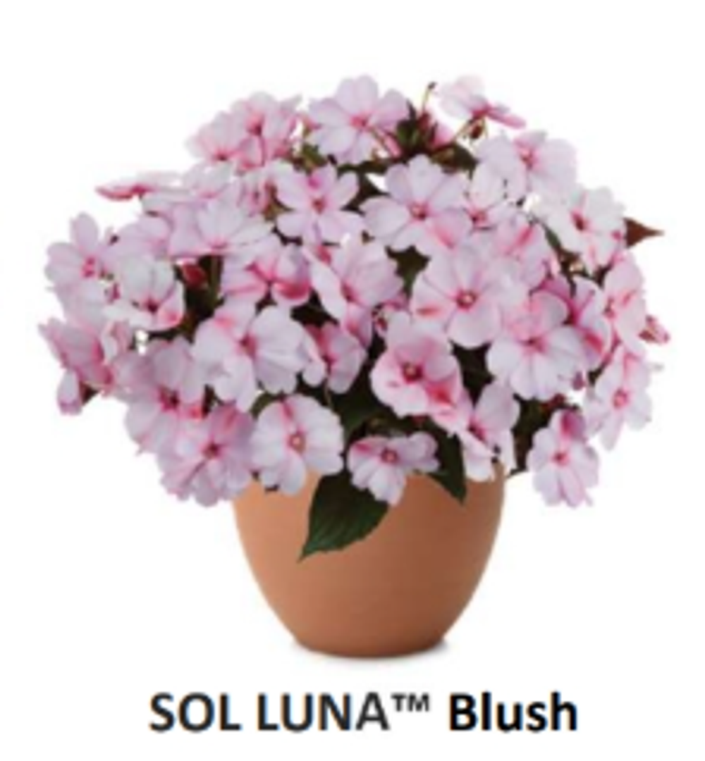 ЕВРО Бальзамин Новогвинейский Sol-Luna Blush укорененный ЕВРО черенок НАЧАЛО ЯНВАРЯ поставка 5