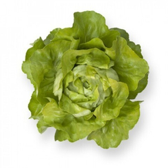 САНТОРО семена салата (Rijk Zwaan | Alexagro)