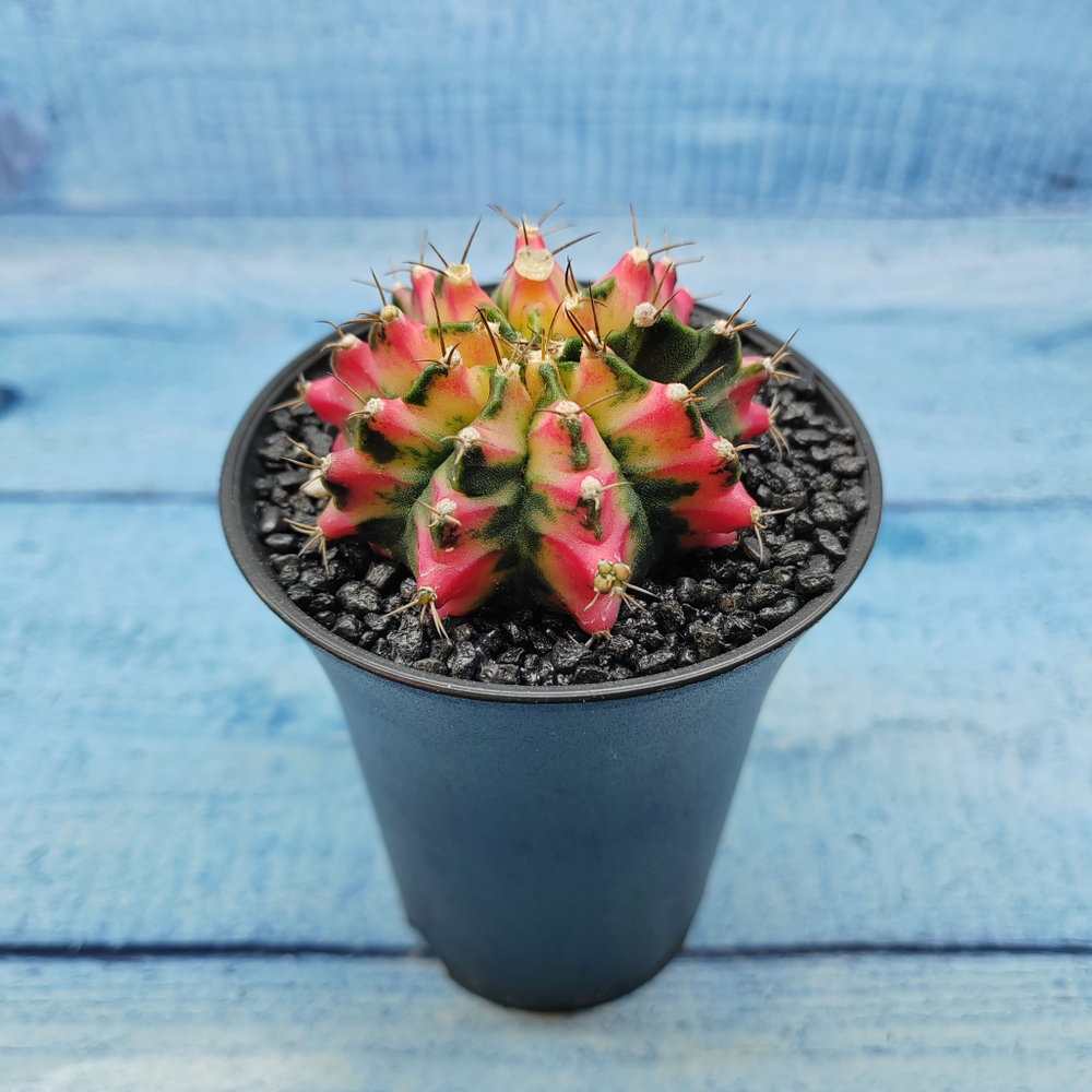 Gymnocalycium Variegata (Гимнокалициум Вариегатный)