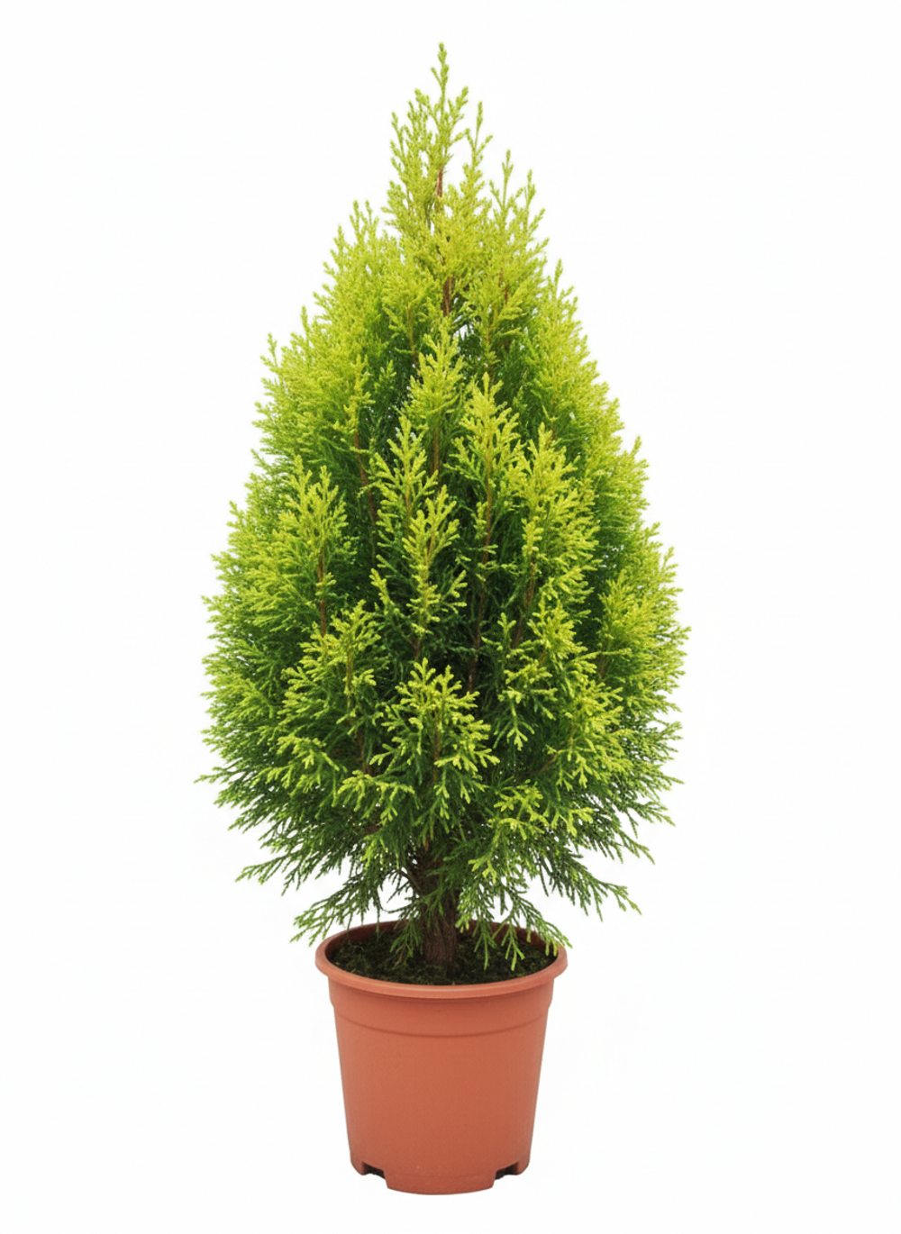 Кипарисовое дерево д.11