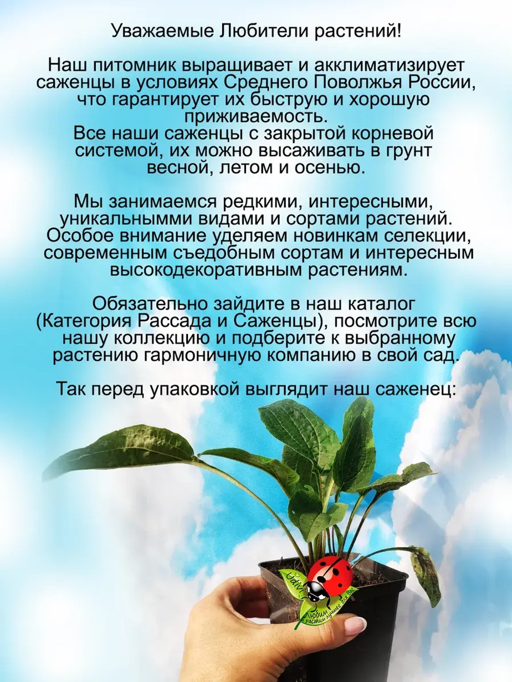 Эхинацея Ред пурпурная многолетняя