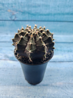Gymnocalycium Mihanovichii black (Гимнокалициум)