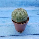Euphorbia Obesa (Эуфорбия)