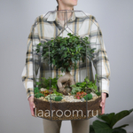 Готовый флорариум бонсай Фикус Бонсариум XXXL