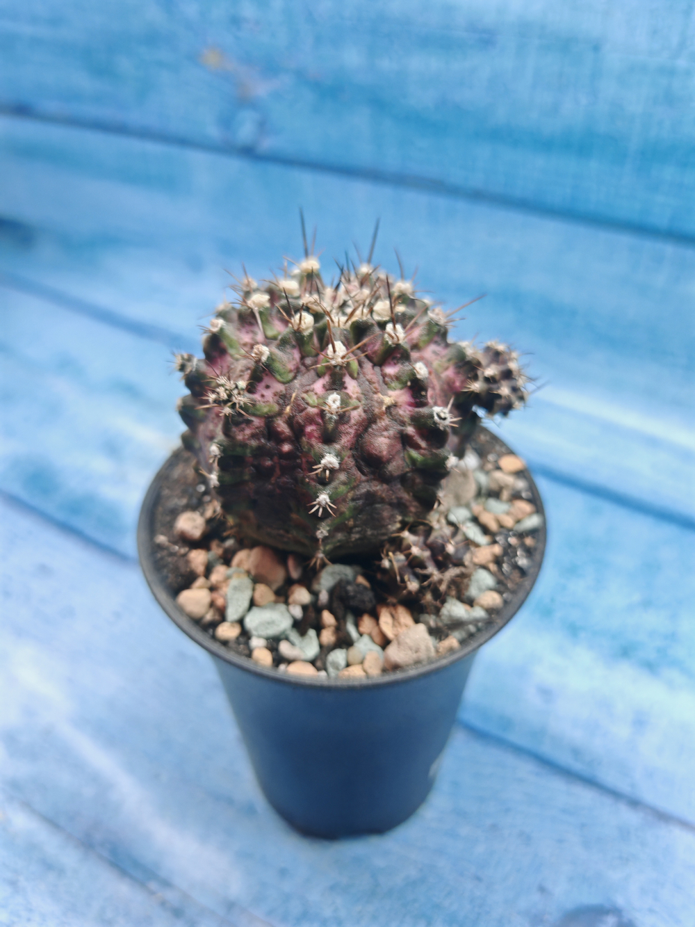 Gymnocalycium T-Rex Pink hybride (Гимнокалициум T-rex)