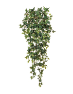 Английский плющ Новый