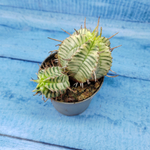 Euphorbia meloformis f. Variegated (Эуфорбия вариегатная)