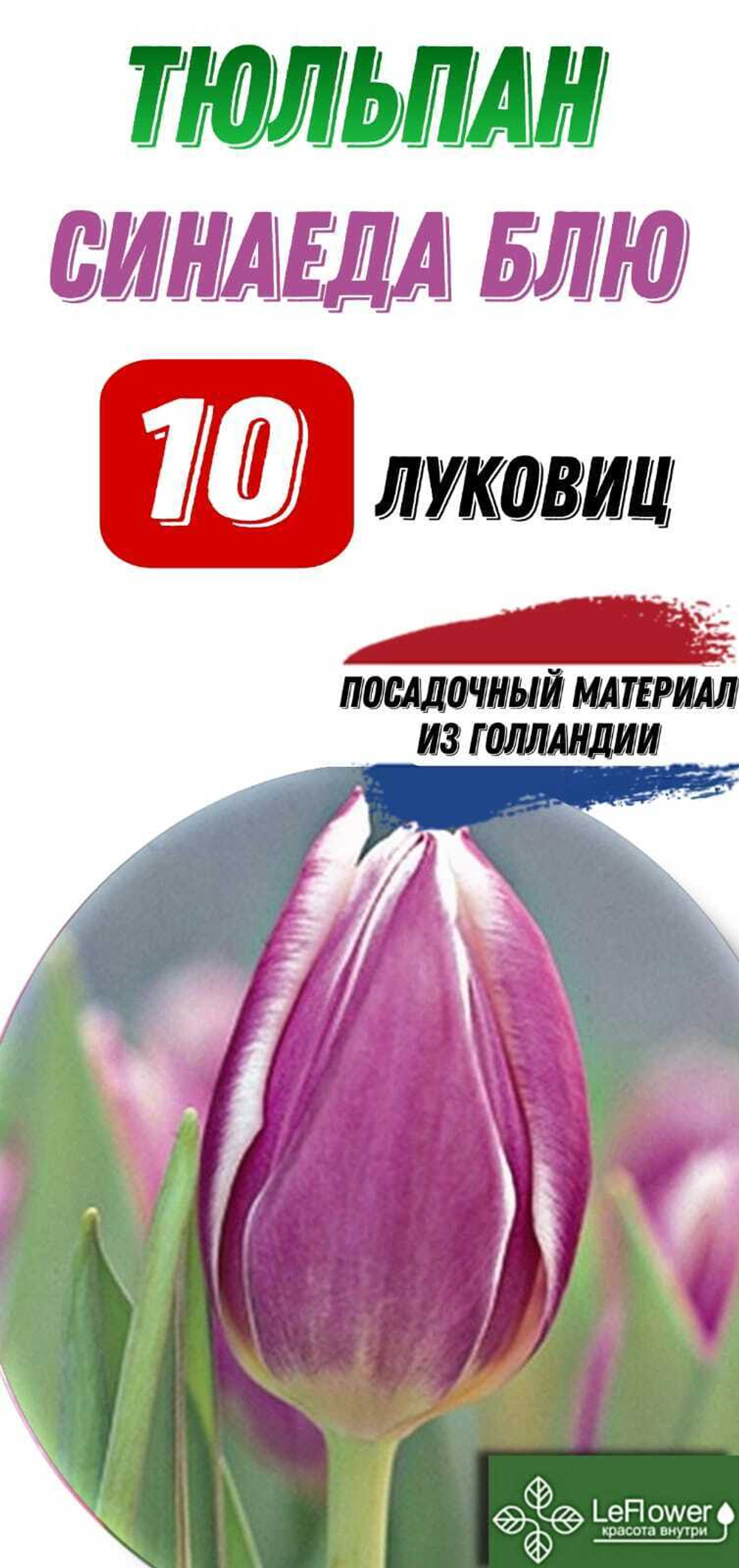 Тюльпан Луковица, Синаеду Блу, 10шт
