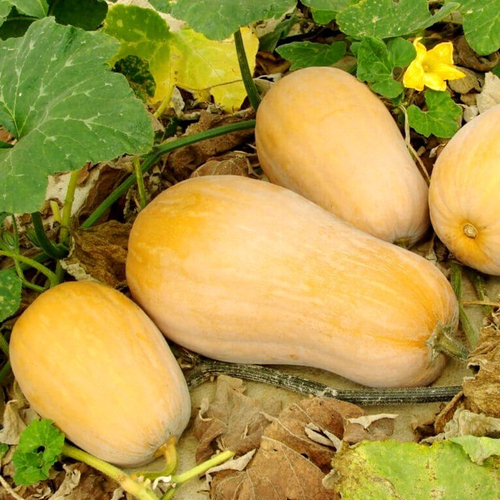 Уолтемская Тыква Баттернат - Waltham Butternut Squash