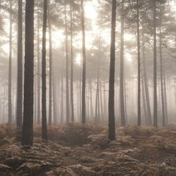 Atmosphere панно