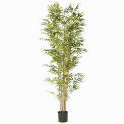 Бамбук высота 210 см, 5 стволов