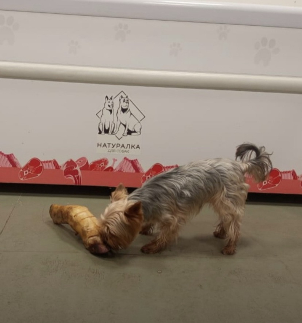 Путовый сустав говяжий( сушеное лакомство) (цена за 1 шт)