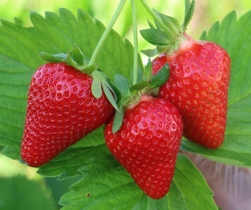 Клодия (Klodia), новинка 2023 года, Италия.