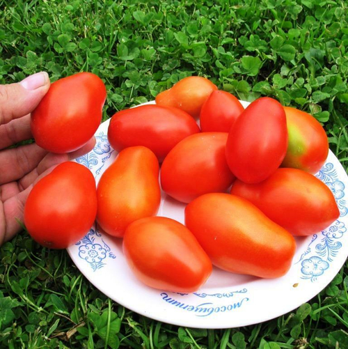 Помидоры Днестровские