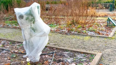 Спасение сада от морозов без снега: экстренная помощь