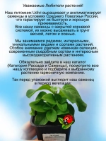 Петуния Амазонас Плам Кокату вегетативная