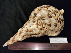 Харония Тритонис 250--390 мм