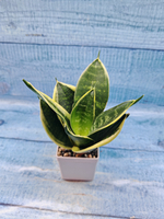 Sansevieria Golden Hahnii (Сансевиерия)