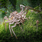 Сборная деревянная модель «Механический паук (Spider)» (EWA)