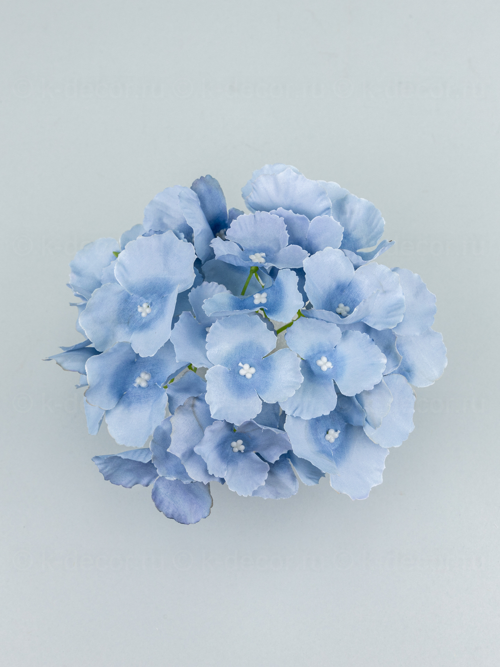 Гортензия Аннабель (голова)