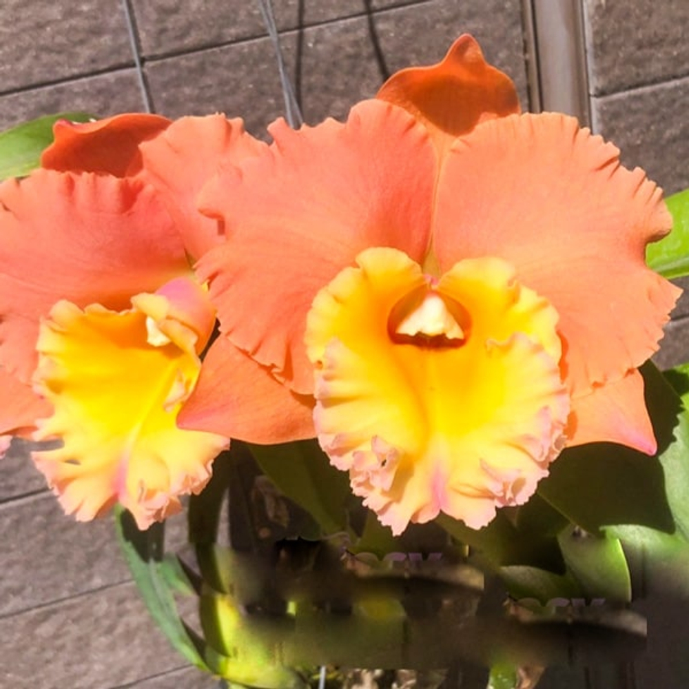 Орхидея ринхолелиокаттлея RLC. PEGASUS FANTASY GOLDEN PEACH