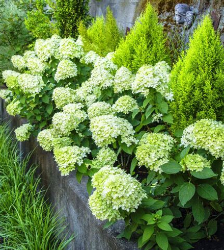 Гортензия метельчатая Little Lime