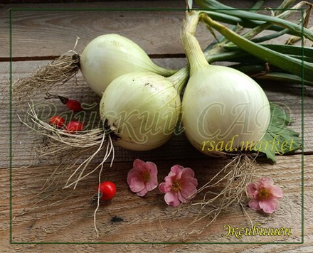 Лук Яровой Репчатый Эксибишен / EXIBISHEN Bejo 1гр.