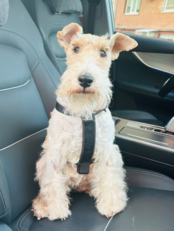 Автомобильная шлейка с ремнем безопасности, Монморанси,черный, M