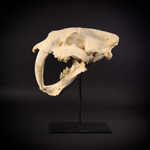 Smilodon на стойке