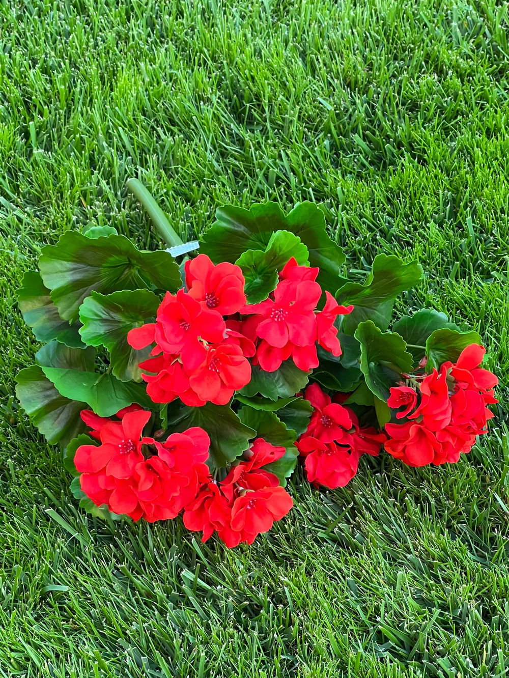 Герань красная куст с цветами 43 см