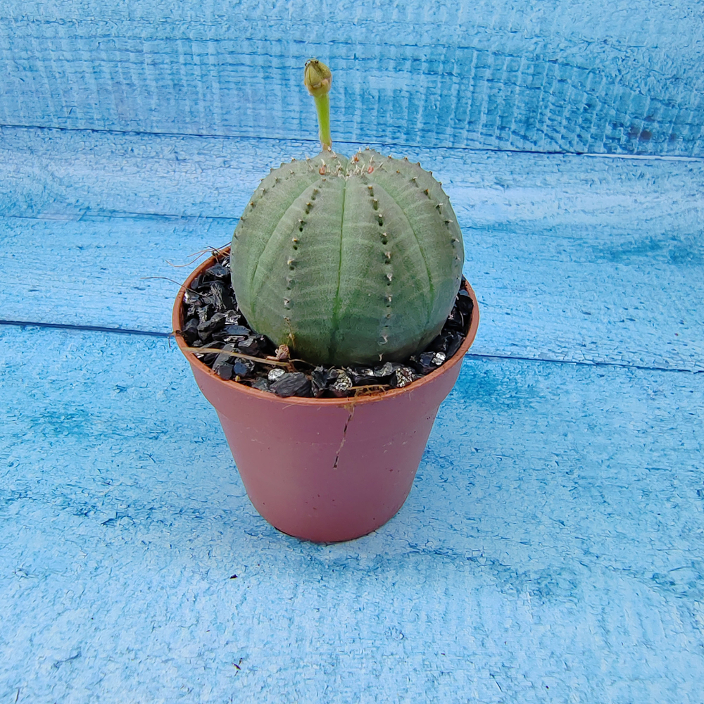 Euphoria Obesa (Эуфорбия)