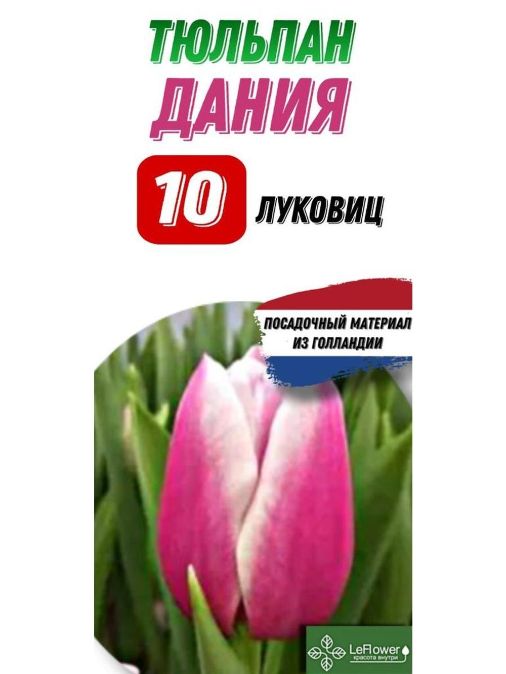 Тюльпан Луковица, Дания, 10шт