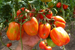 Томаты для фарширования Striped Stuffer