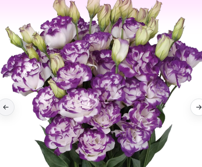 Эустома ЕВРО начало февраля