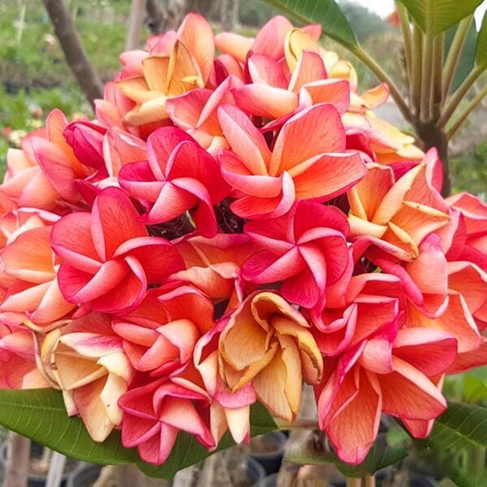 Плюмерия SIAM ORANGE