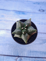 Astrophytum Myriostigma monstrosa (Астрофитум)