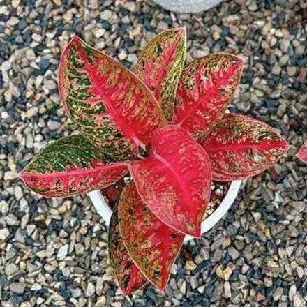 Аглаонема HELENA