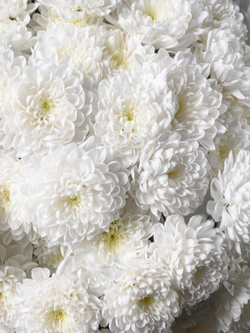 Моно букет из 25 хризантем